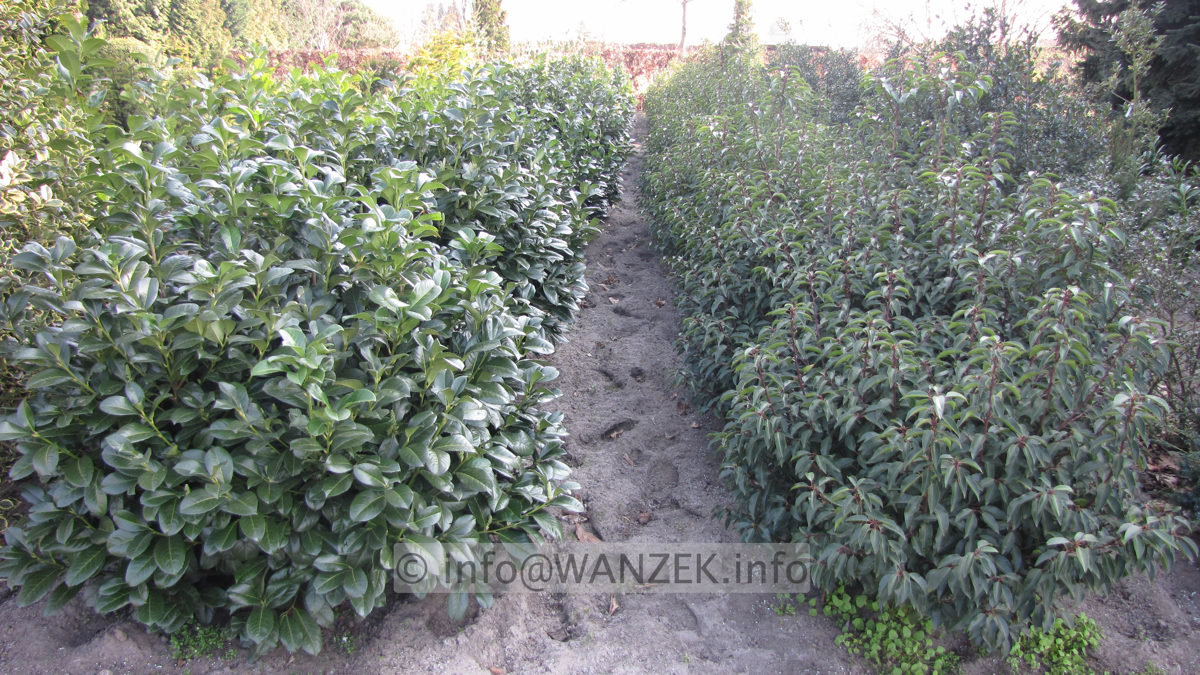 Prunus lusitanica Angustifolia + Etna 1,5m.JPG